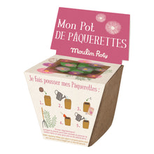 Load image into Gallery viewer, Pot of Daisy Seeds